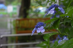 梅雨空の下