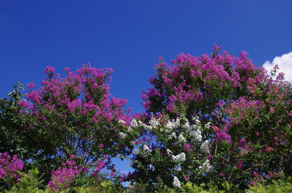 青空に紅白サルスベリ