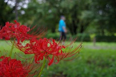 彼岸花 ２