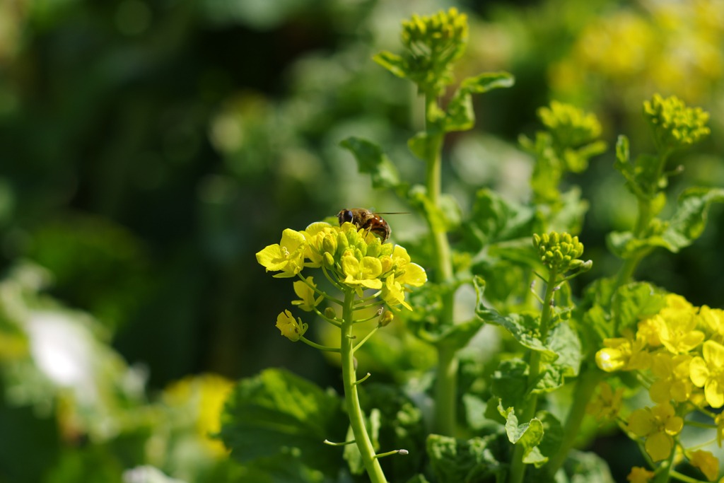 菜の花畑で