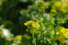 菜の花畑で