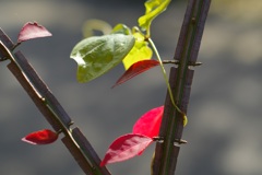 真っ赤な葉の紅葉