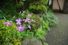 可憐な なでしこ