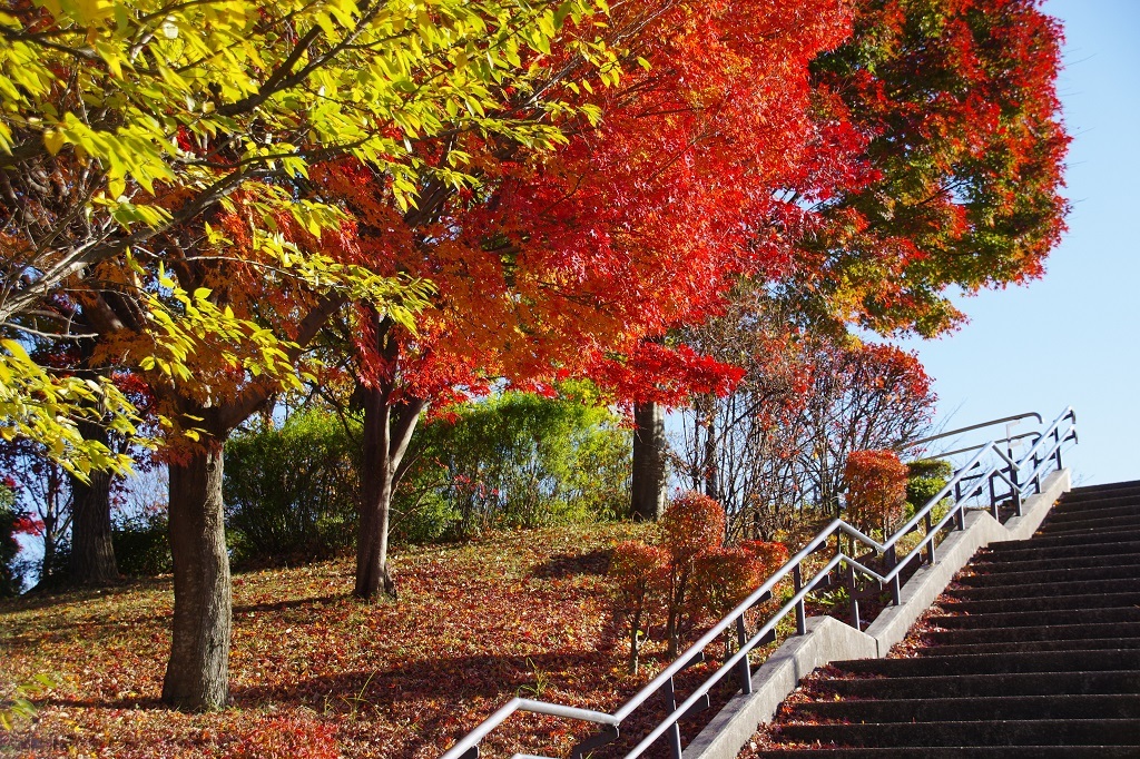 公園の紅葉