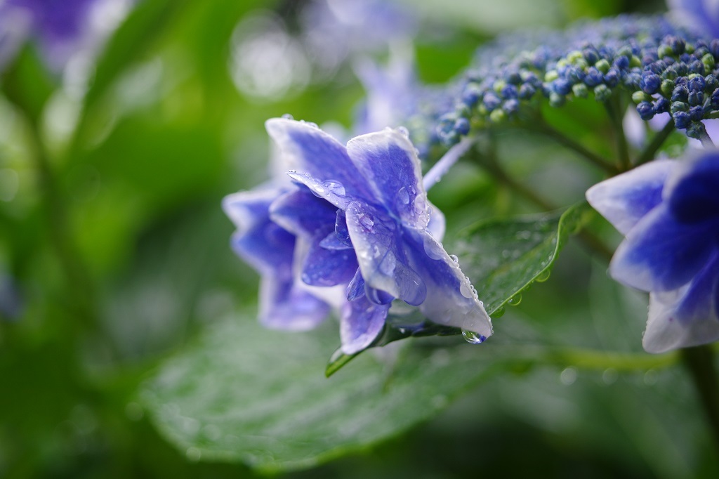あじさいの雫