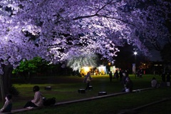 夜桜 ３