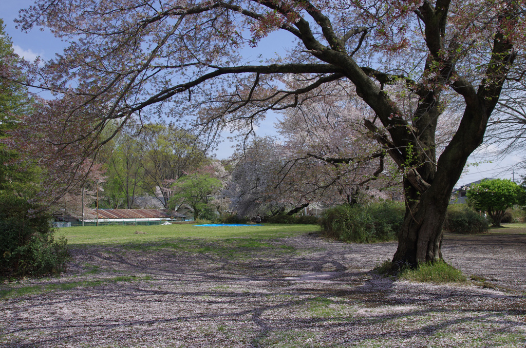 桜の広場
