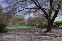 桜の広場