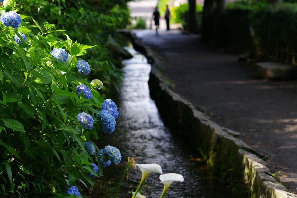 小川の淵