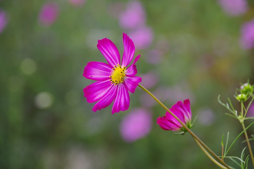 とても鮮やかです