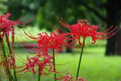 彼岸花 １