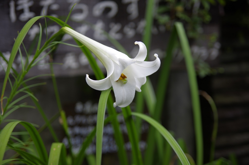 日の丸構図・・・　(^^ゞ