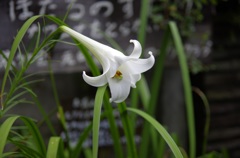 日の丸構図・・・　(^^ゞ