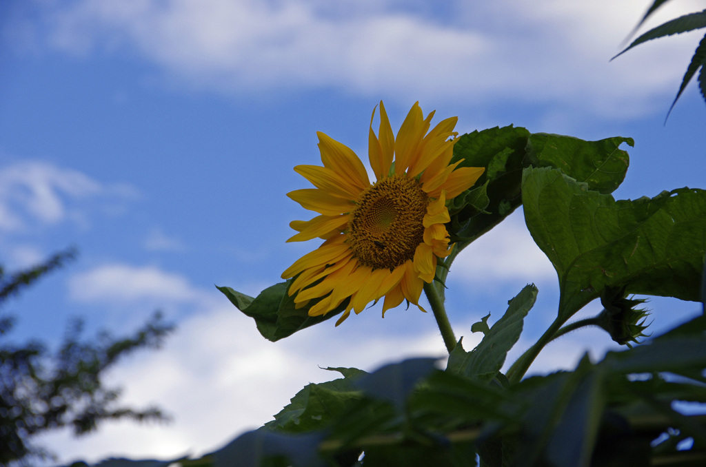 半逆光の向日葵