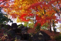 公園の紅葉 ３