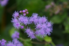 花火のような・・・