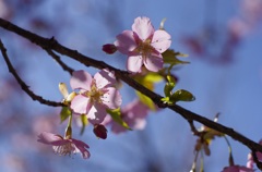 河津桜 シルエット