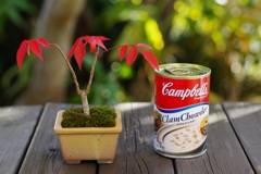キャンベル缶と . . .