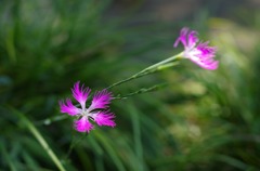 野辺見れば　 撫子の花　咲きにけり 