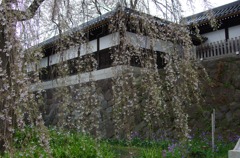 東郷寺 山門脇のしだれ桜
