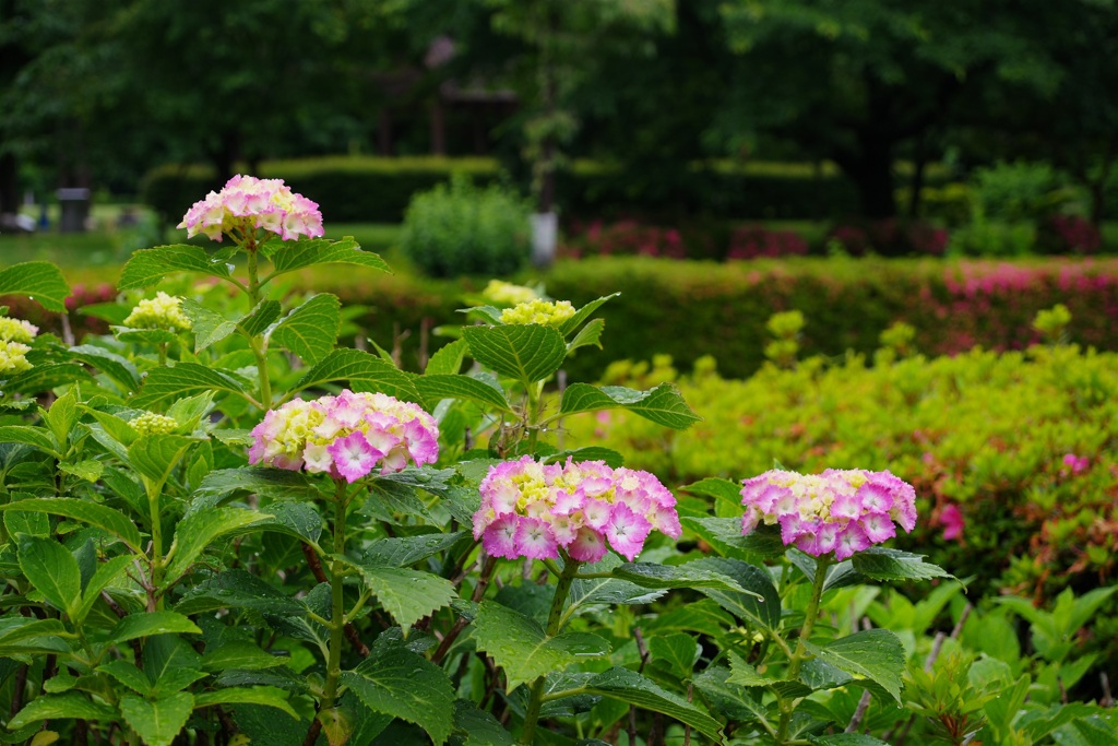 季節の花