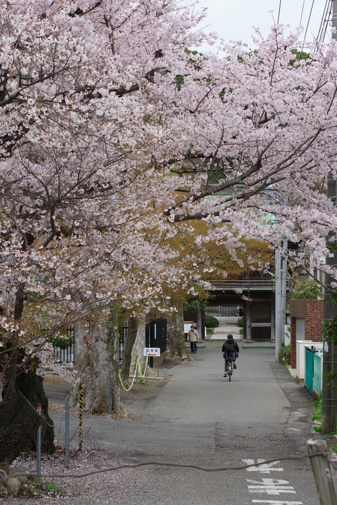 お寺の参道