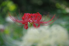 彼岸花 ３