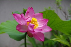 見納めの蓮