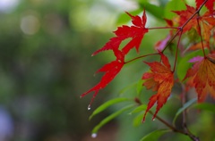 雨上がりの紅葉