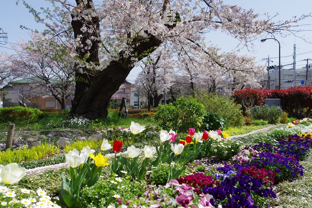 満開の桜と花壇の花