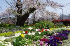 満開の桜と花壇の花