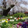満開の桜と花壇の花