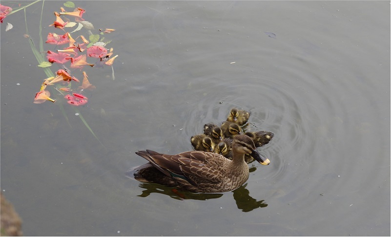 お池のカモ