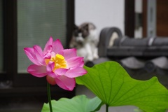 猫ちゃんと鑑賞