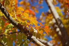 青空に紅葉