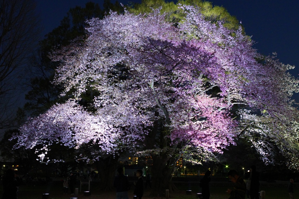 夜桜 ２