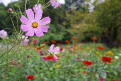 バックの花の名は？