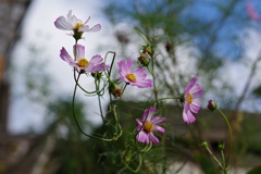 爽やか秋桜