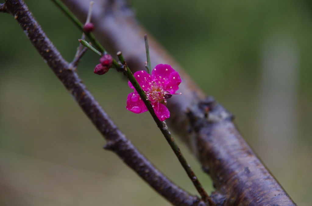 やっと咲きました