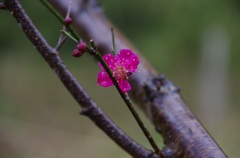 やっと咲きました