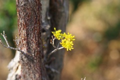 何の花？