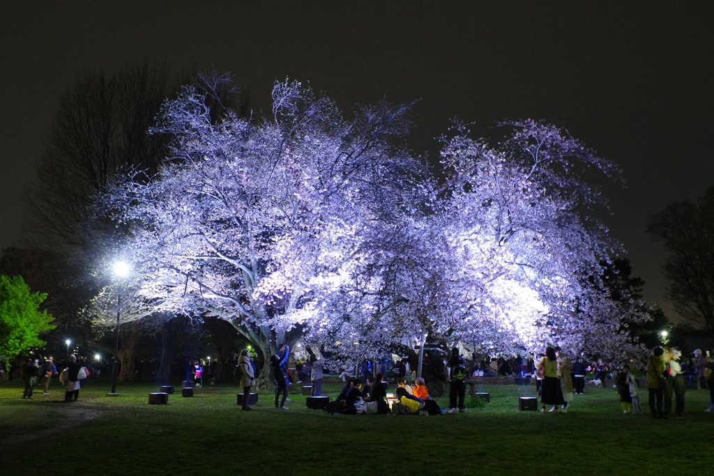 夜桜見物 １