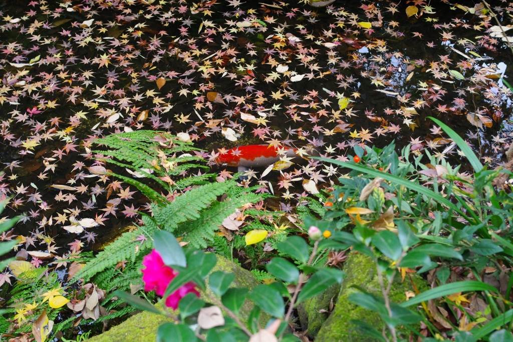 落ち葉の池