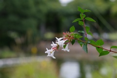 水辺の花