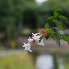 水辺の花
