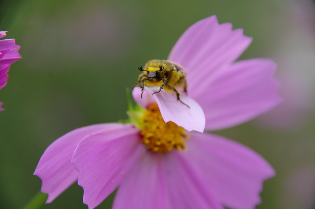 カナブンでしょうか？
