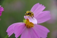 カナブンでしょうか？