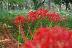 彼岸花 5