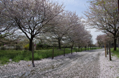 桜の花道