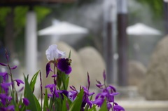 ジャーマンアイリスとシラン